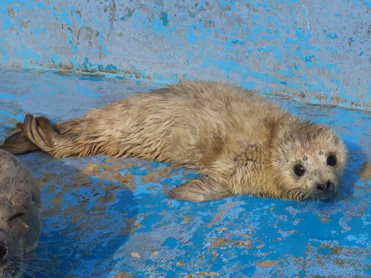 アザラシの赤ちゃん