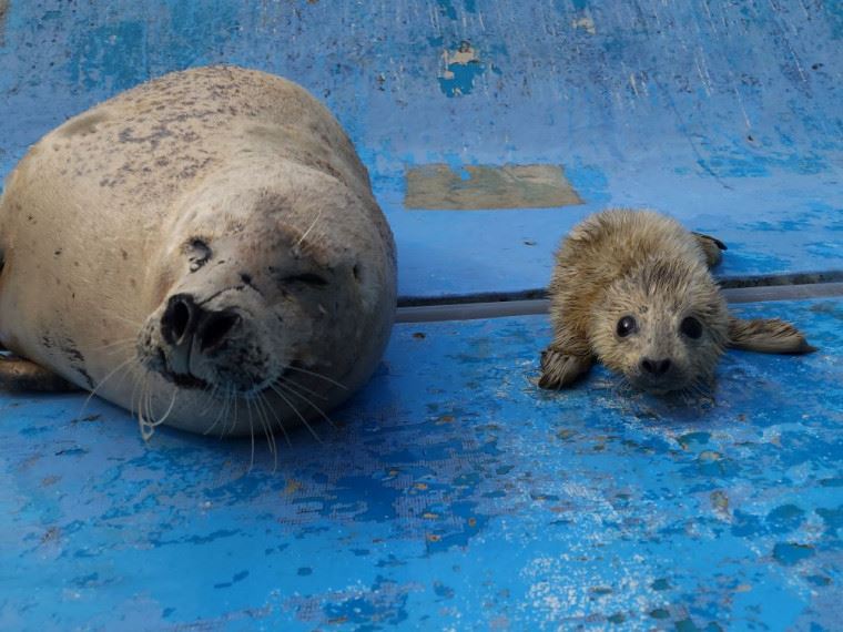 アザラシの赤ちゃんとお母さんの「ポン」
